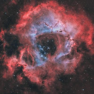 Rosette hoo web